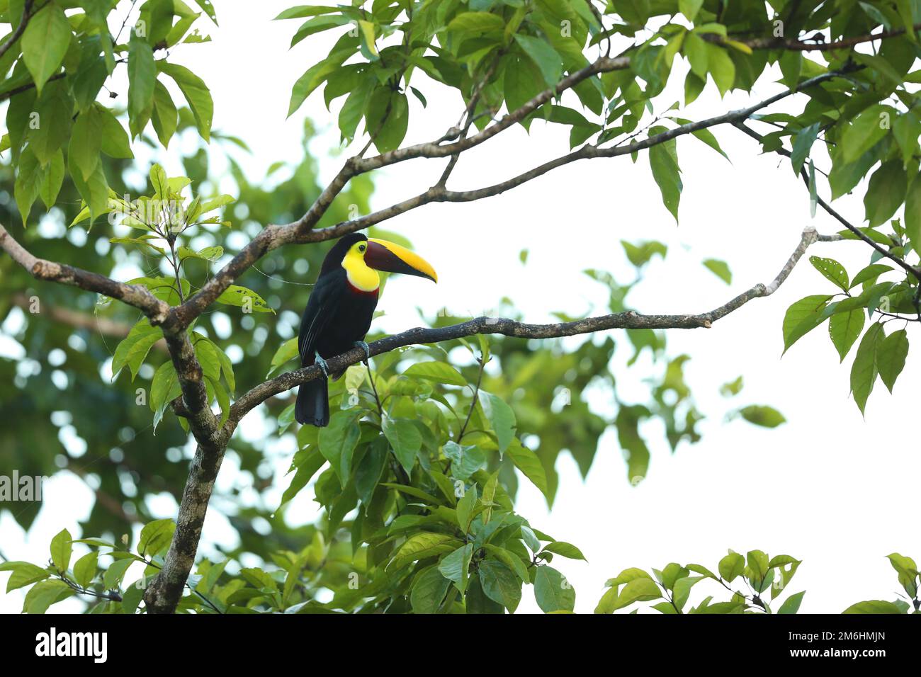 Yellow-throated Toucan in the Costa Rica nature. Chesnut-mandibled Toucan sitting on the branch in tropical rainforest. Bird in nature habitat Stock Photo