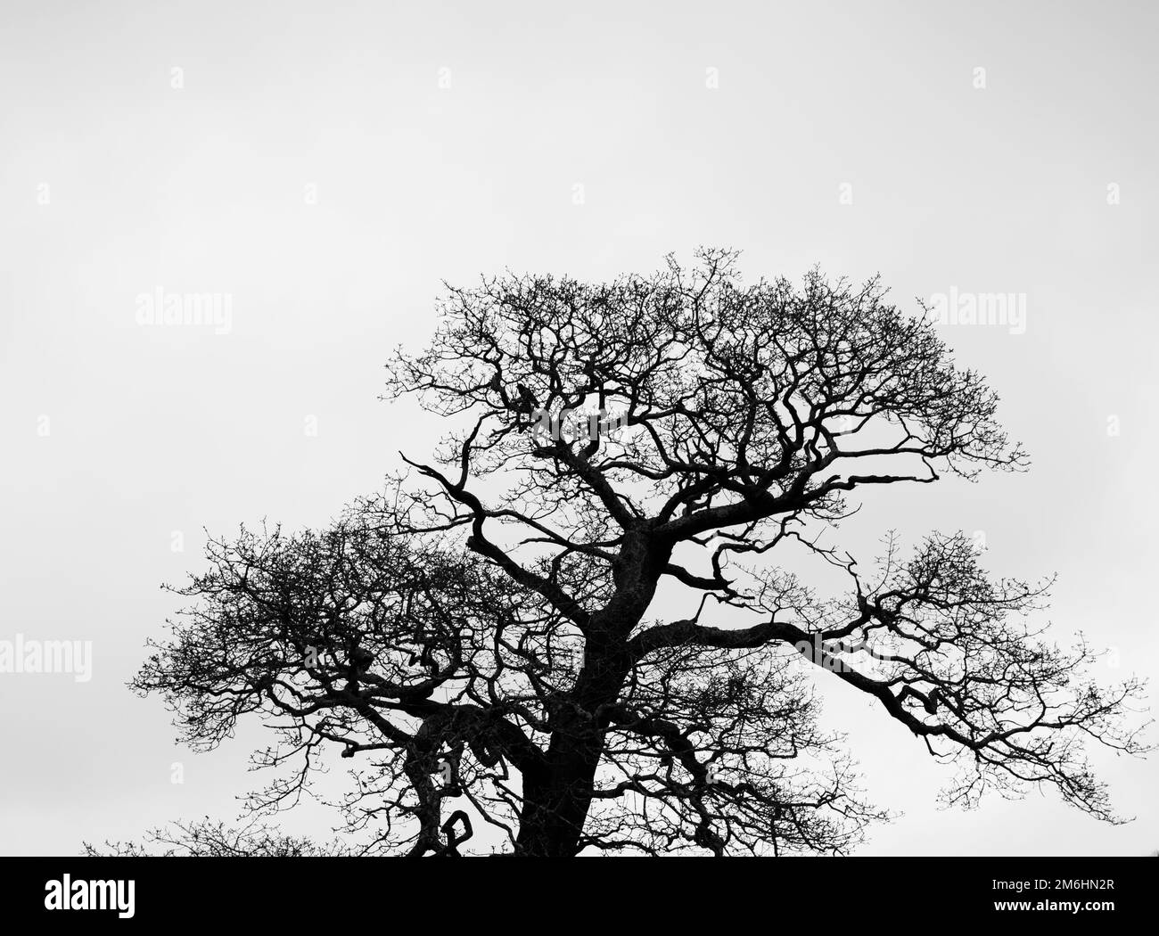 A grayscale shot of a leafless tree with a white background Stock Photo ...