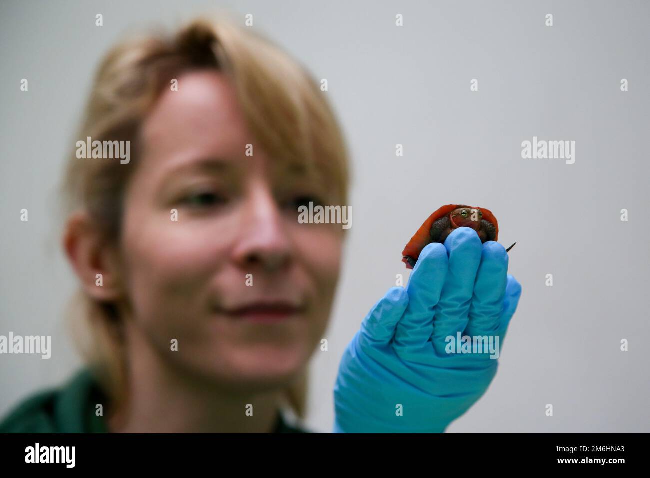 At london zoo the turtle hi-res stock photography and images - Alamy