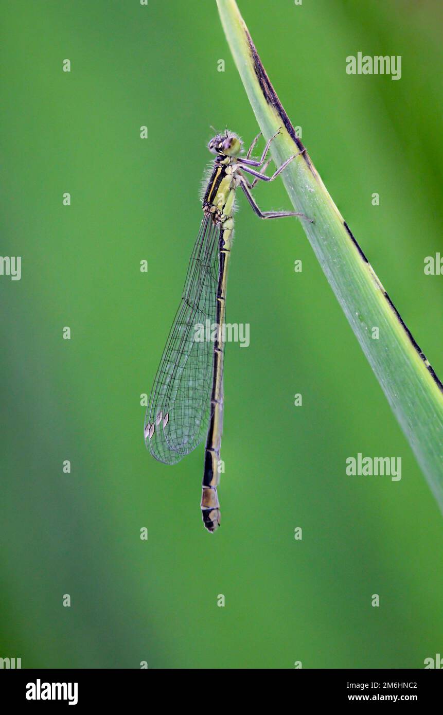 A dragonfly sits on a water plant by the water Stock Photo - Alamy
