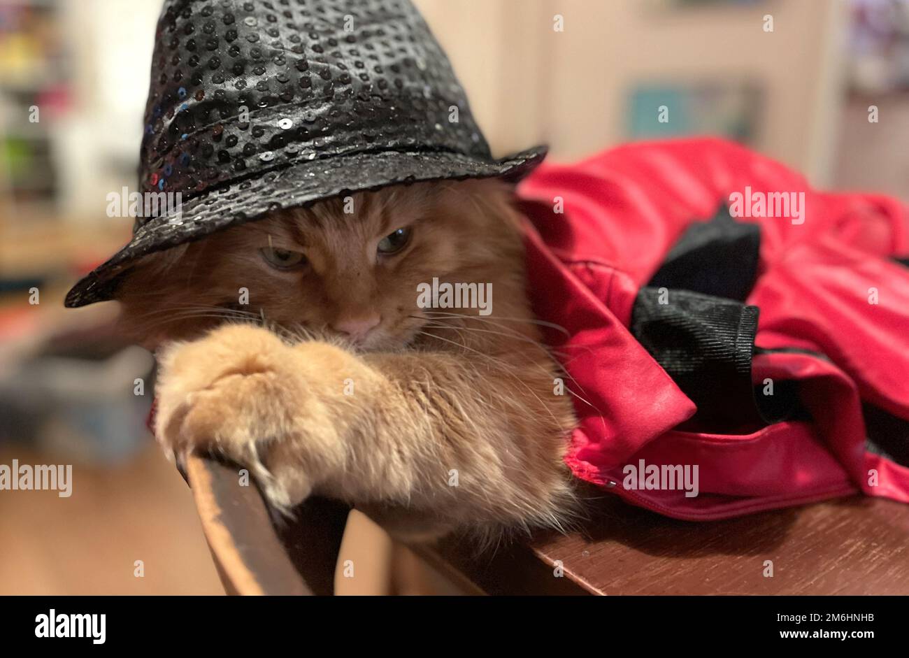 Cat wearing coat Stock Photo by ©willeecole 19448595