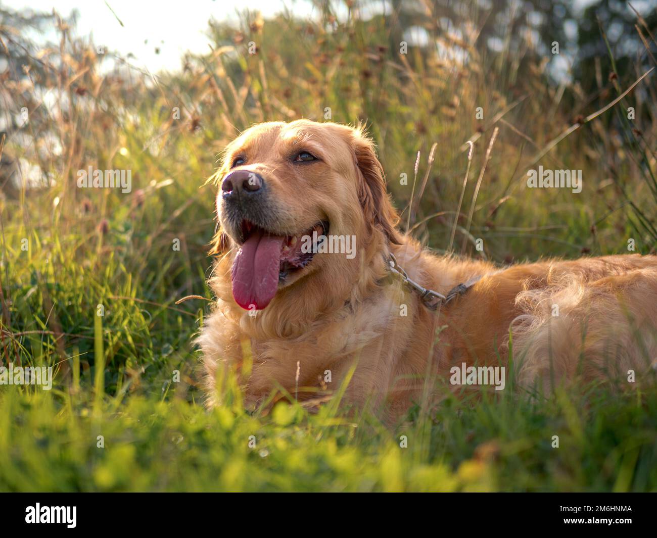 A close-up shot of a golden retriever laying on the grass Stock Photo ...