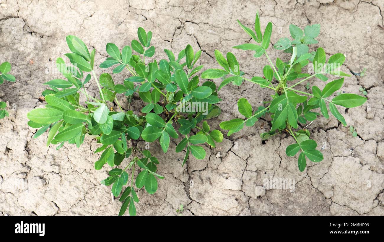 Growing organic peanuts, outdoor peanut bushes grow in the ground in the vegetable garden. Peanut tree in agricultural plantatio Stock Photo