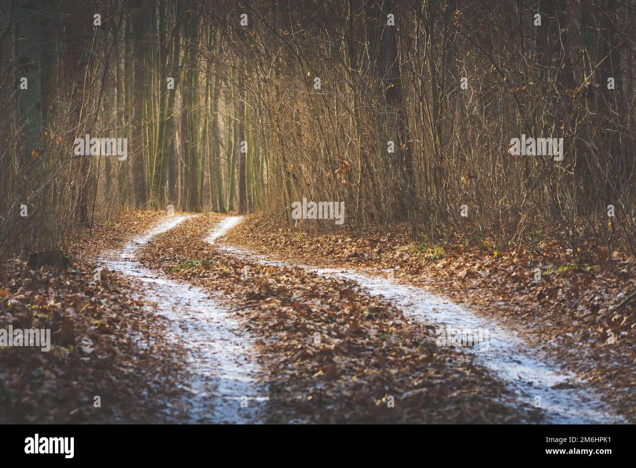 A winding road through a mysterious forest Stock Photo