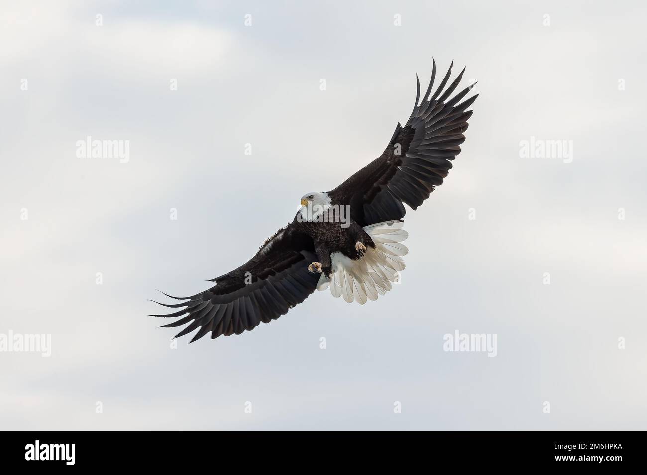 Bald eagle haliaeetus leucocephalus in flight hi-res stock photography ...