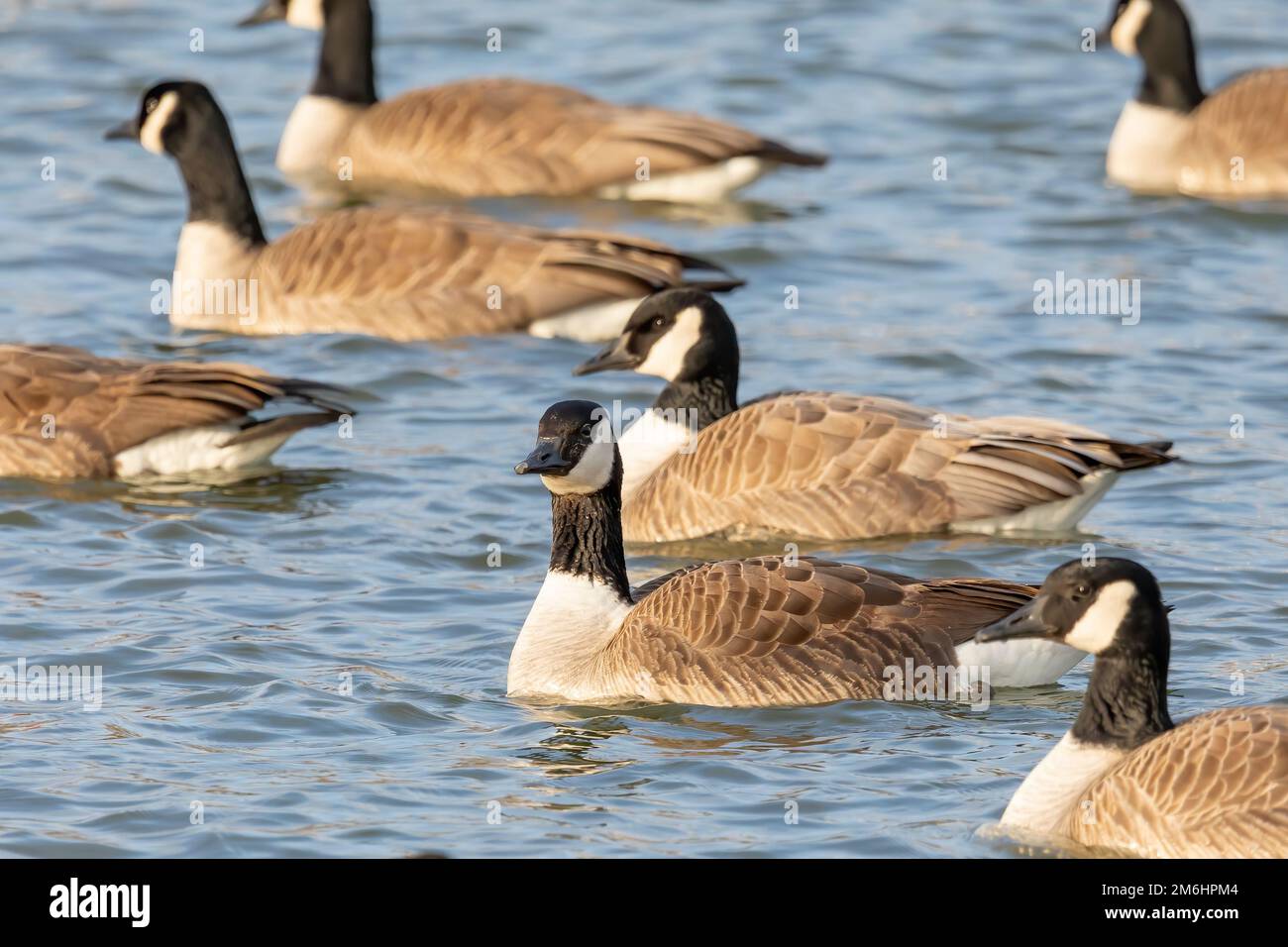 The Flock of Canada geese (Branta canadensis)  in a river Stock Photo