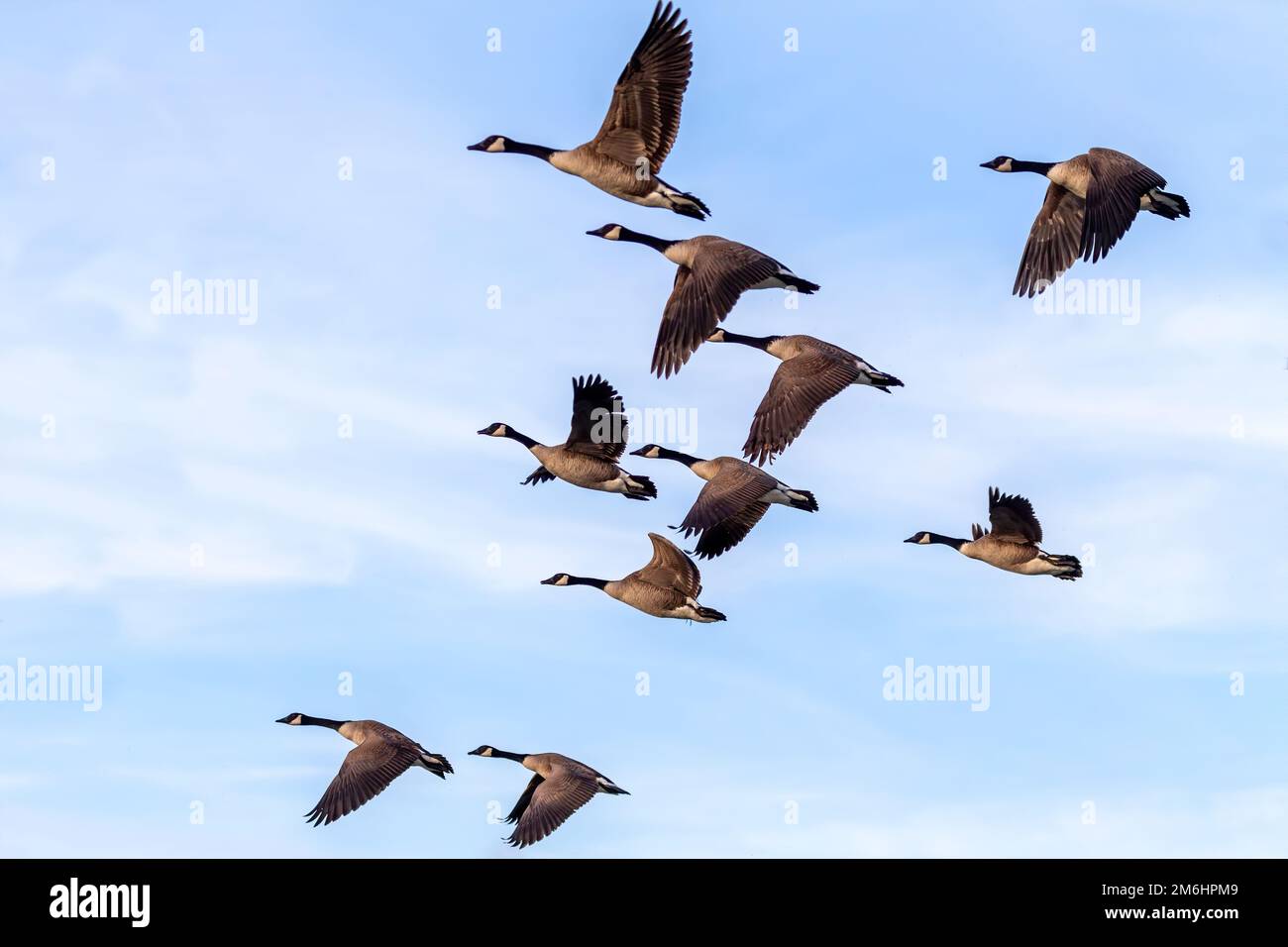 Canada geese (Branta canadensis Stock Photo - Alamy