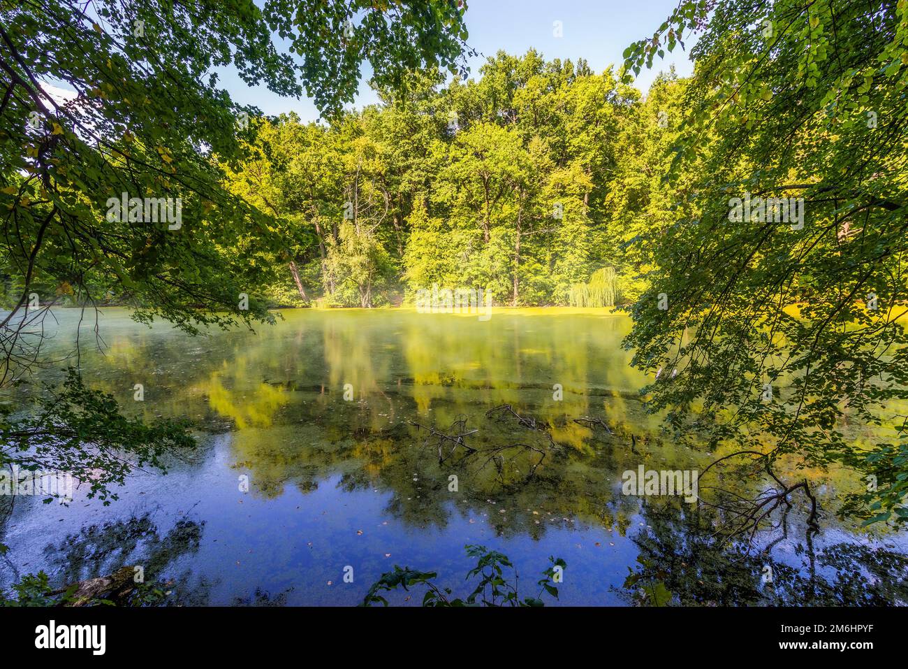 Morning on pond hi-res stock photography and images - Alamy