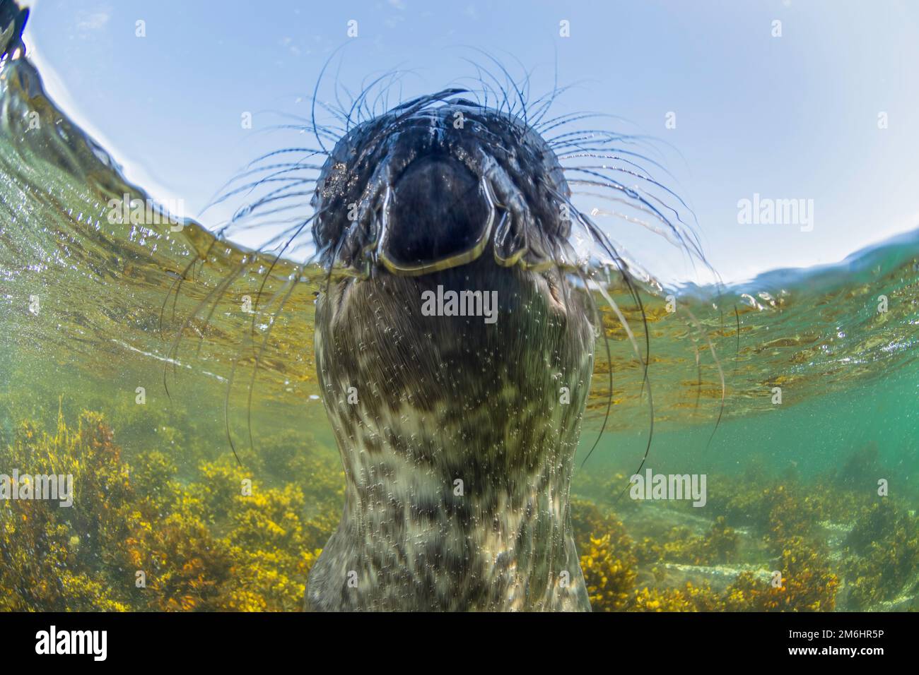 Reuze gevlekte zeehond pluche kussen, lang, zacht, knuffeldier