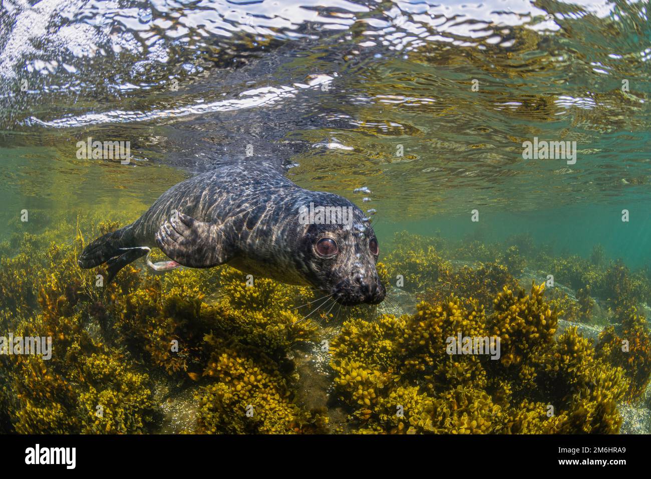 common projects bball 88 leather sneakers