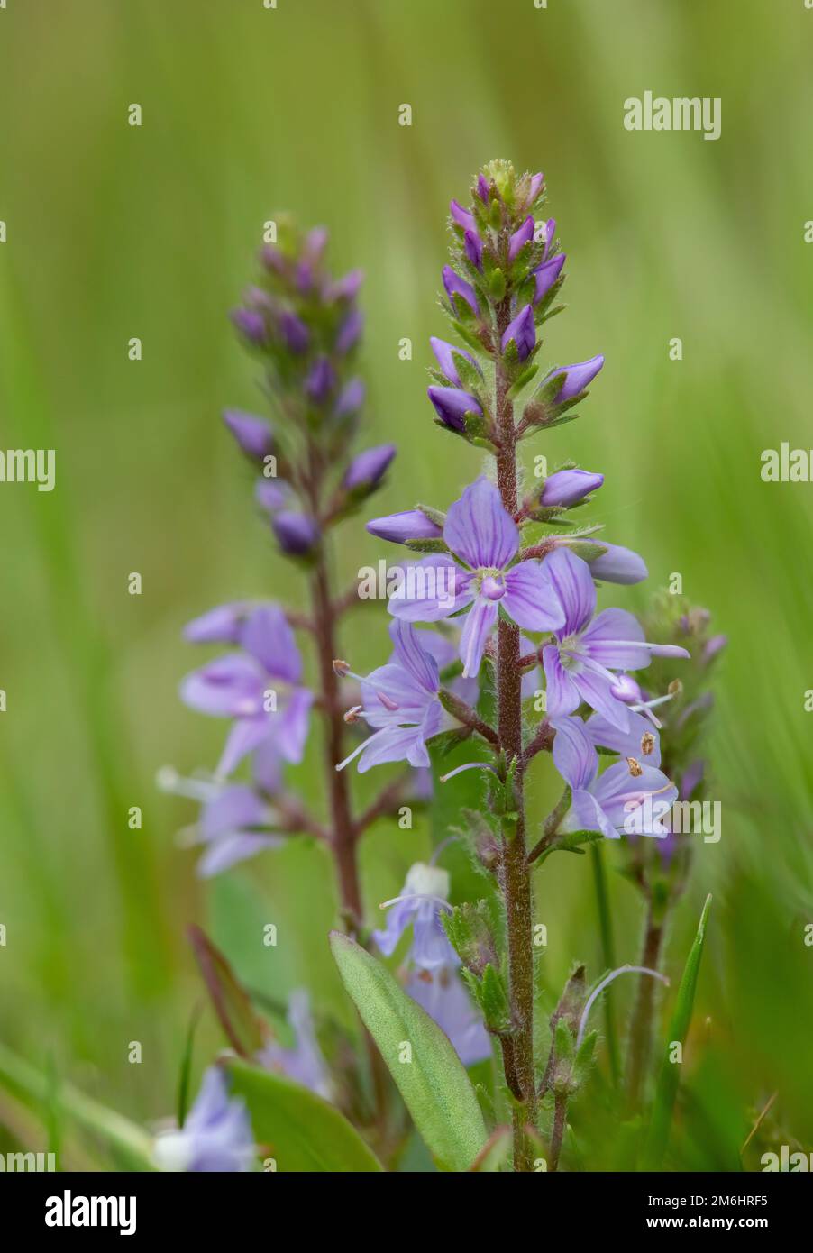 Close up of heath speedwell (veronica officinalis) flowers in bloom ...