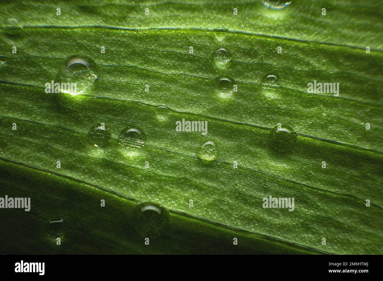 Extreme close-up of fresh green leaves with dew drops as background ...