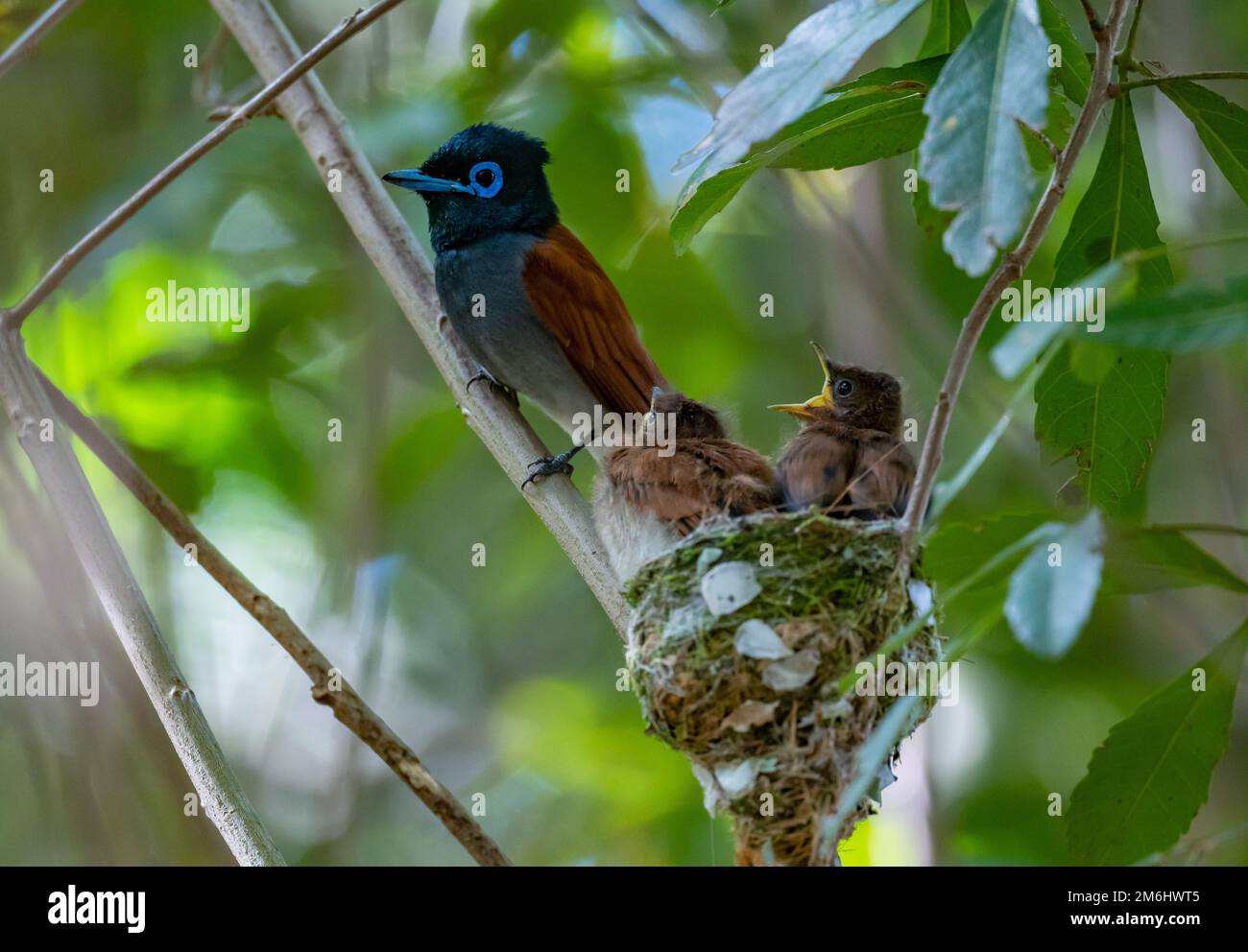 An African Paradise-Flycatcher (Terpsiphone viridis) feeding two chicks in their nest. Western Cape, South Africa. Stock Photo