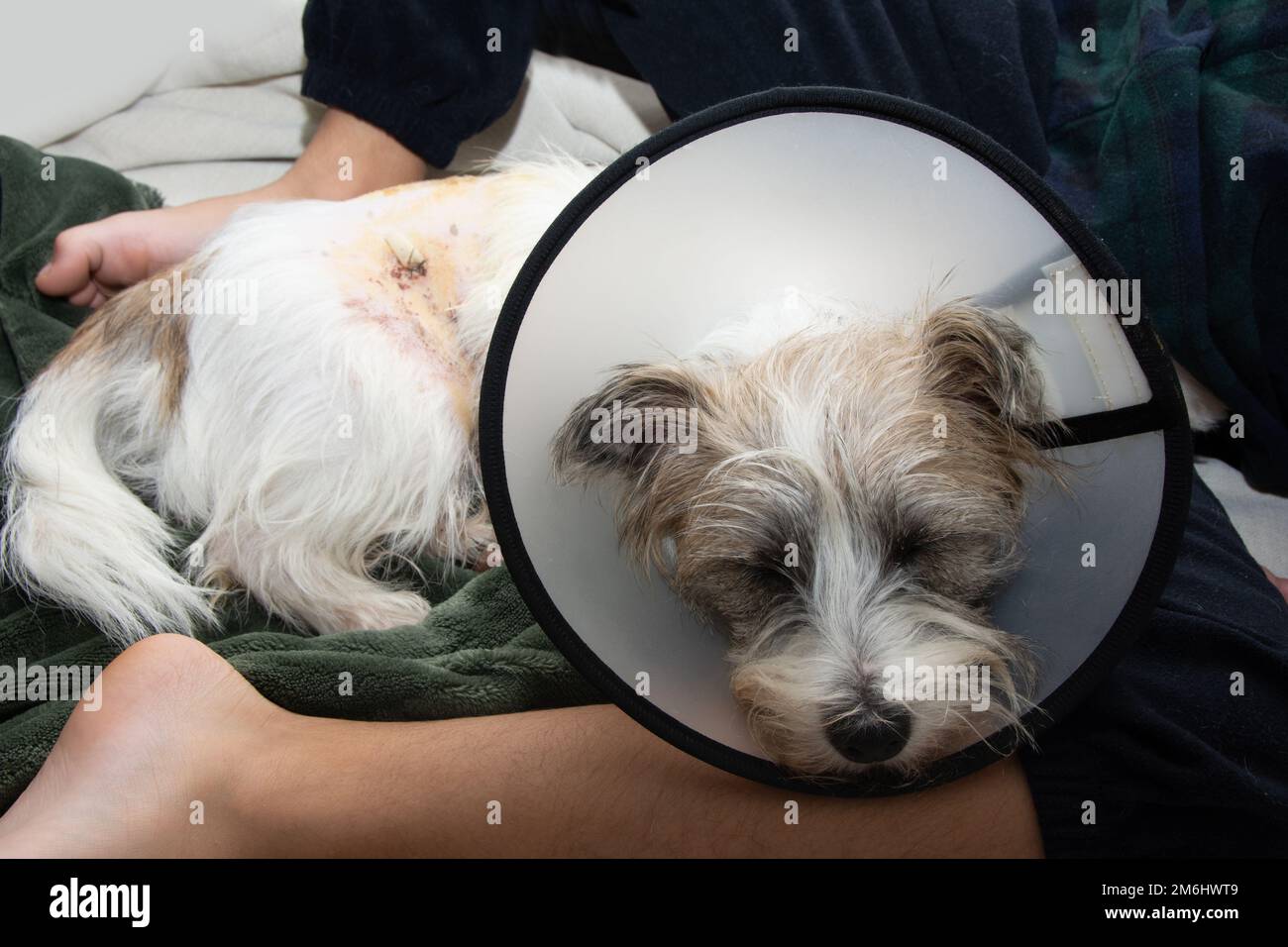 Puppy dog sick and upset dog wearing Elizabethan plastic cone medical collar around neck for anti bite wound protection after surgery operation Stock Photo
