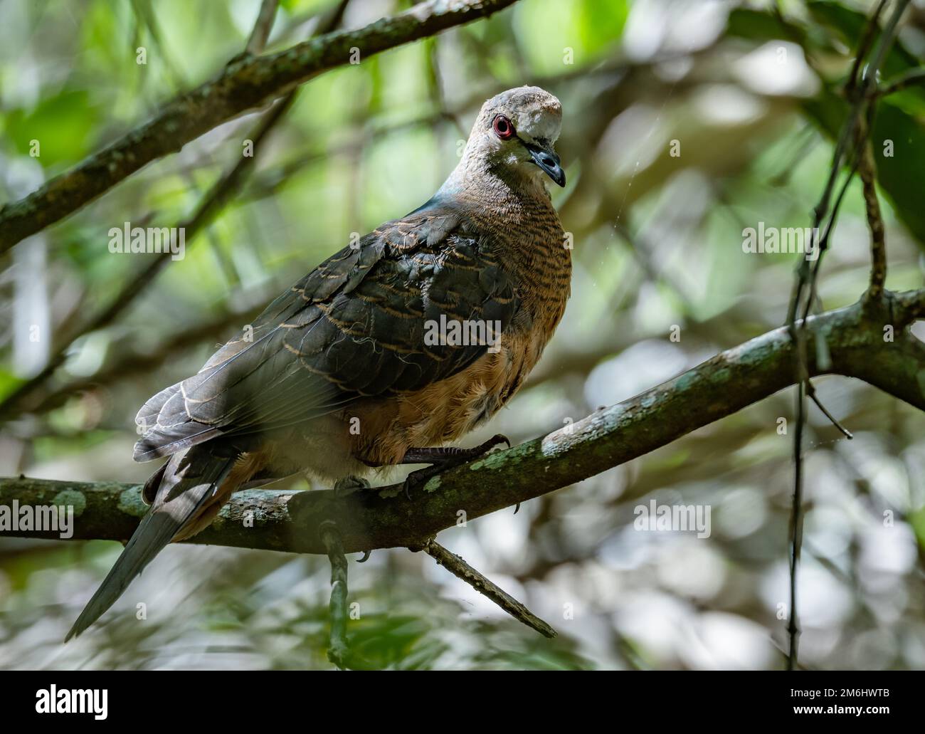 A Lemon Dove (Aplopelia larvata) perched on a branch. Western Cape, South Africa. Stock Photo