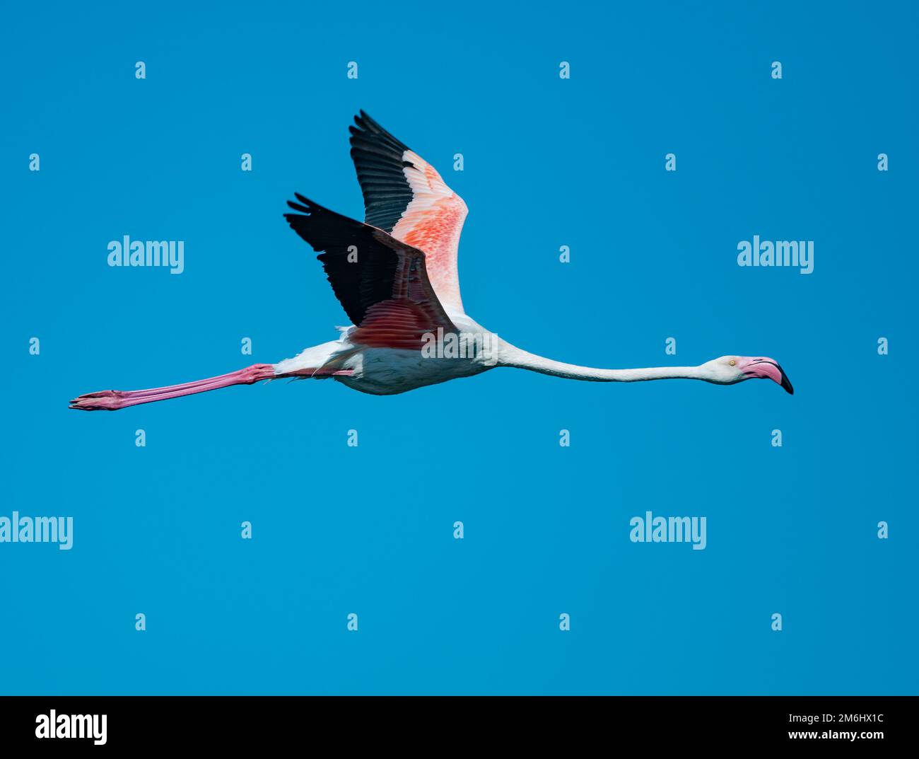 A Greater Flamingo (Phoenicopterus roseus) flying in blue sky. Western