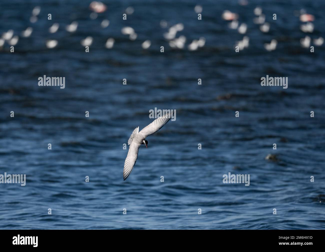 A Whiskered Tern (Chlidonias hybrida) dive into water. Western Cape, South Africa. Stock Photo