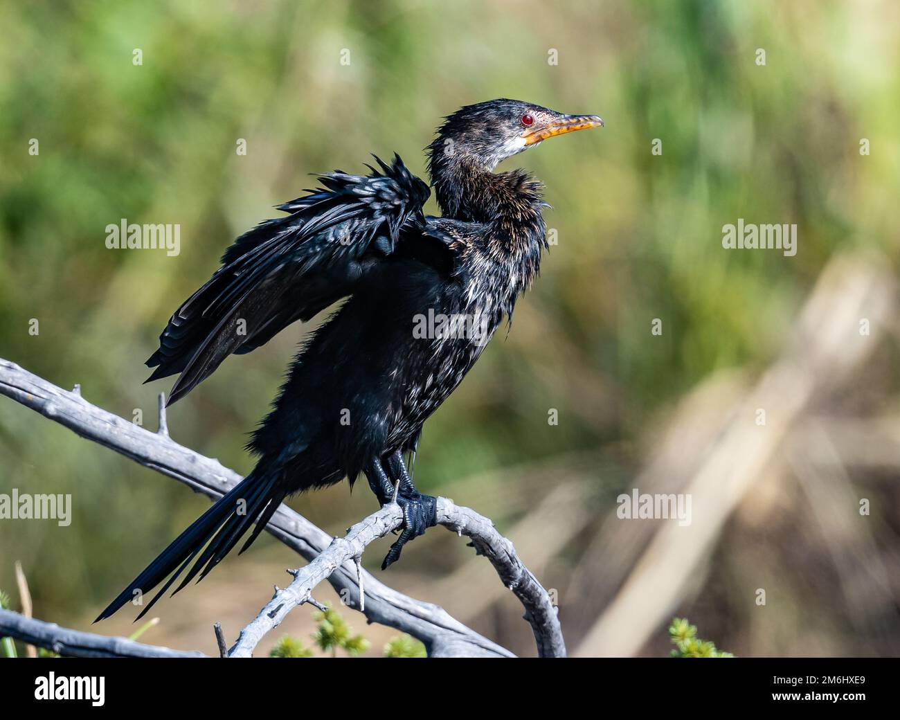 A Long-tailed Cormorant (Microcarbo africanus) perched on a branch. Augrabies Falls National Park, South Africa. Stock Photo