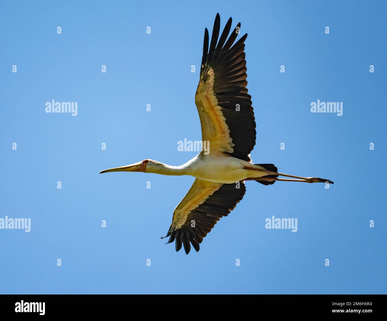 A Yellow-billed Stork (Mycteria ibis) flying in blue sky. Western Cape, South Africa. Stock Photo