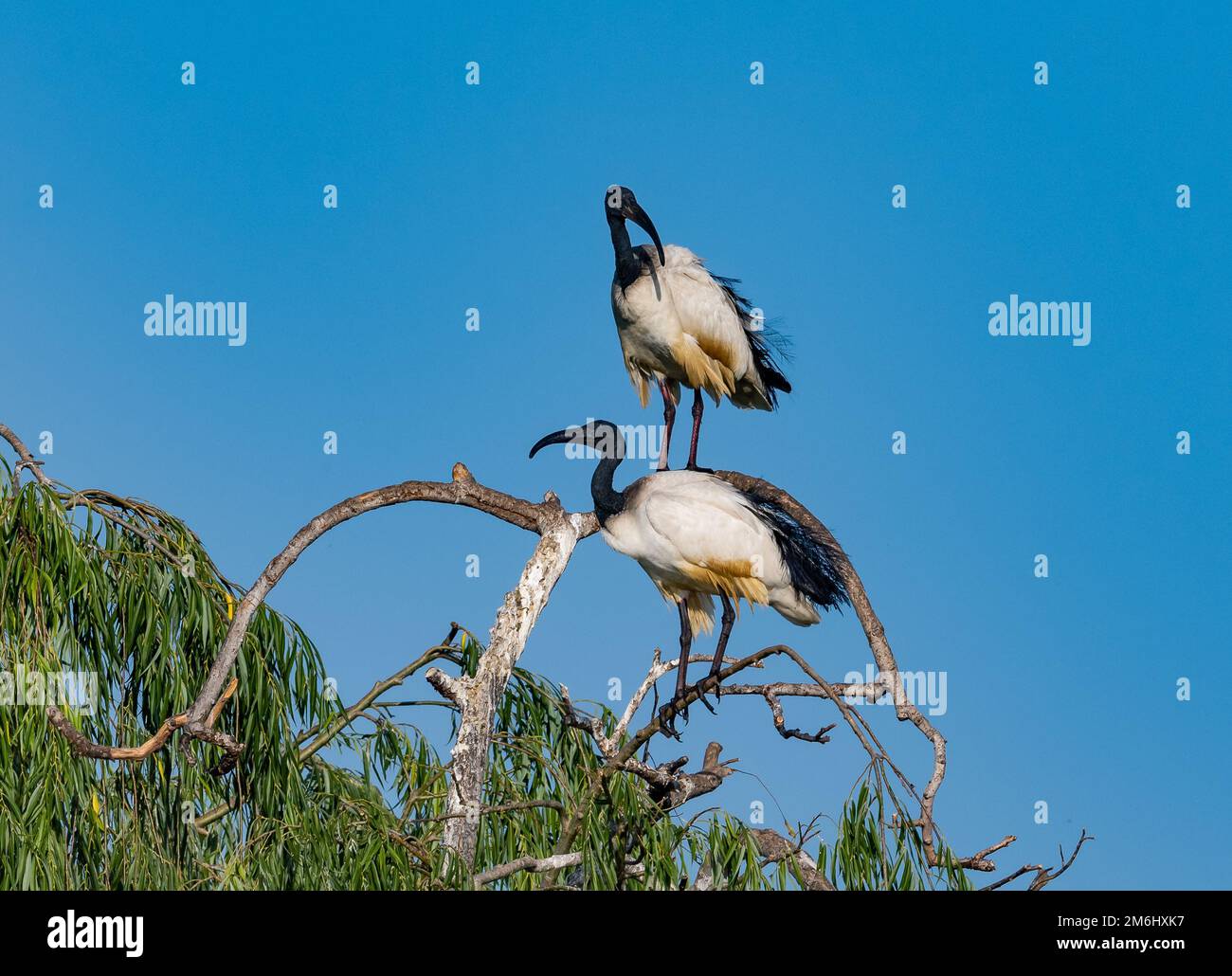 A pair African Sacred Ibis (Threskiornis aethiopicus) standing on top of a tree. Western Cape, South Africa. Stock Photo