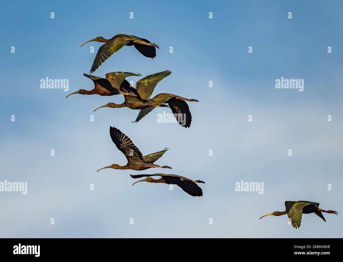 A flock of Glossy Ibis (Plegadis falcinellus) flying over blue sky. Western Cape, South Africa. Stock Photo