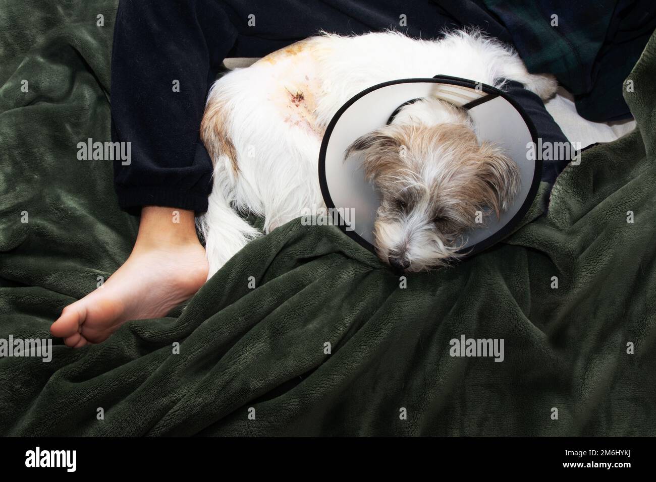 Puppy dog sick and upset dog wearing Elizabethan plastic cone medical collar around neck for anti bite wound protection after surgery operation. From Stock Photo
