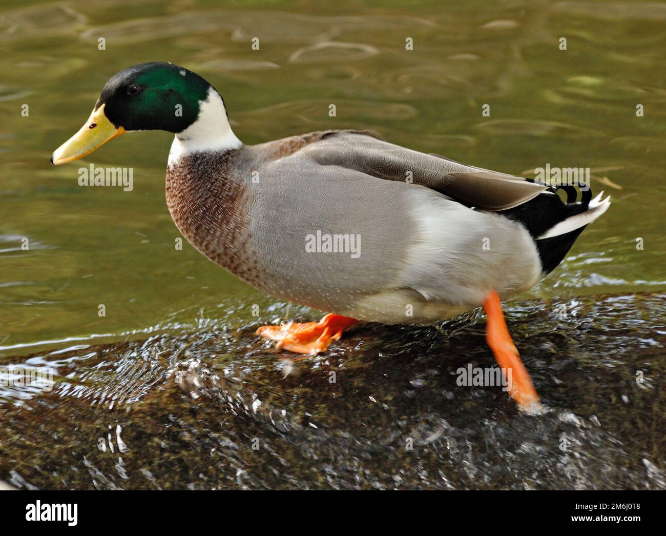 Drake (duck) on the water Stock Photo