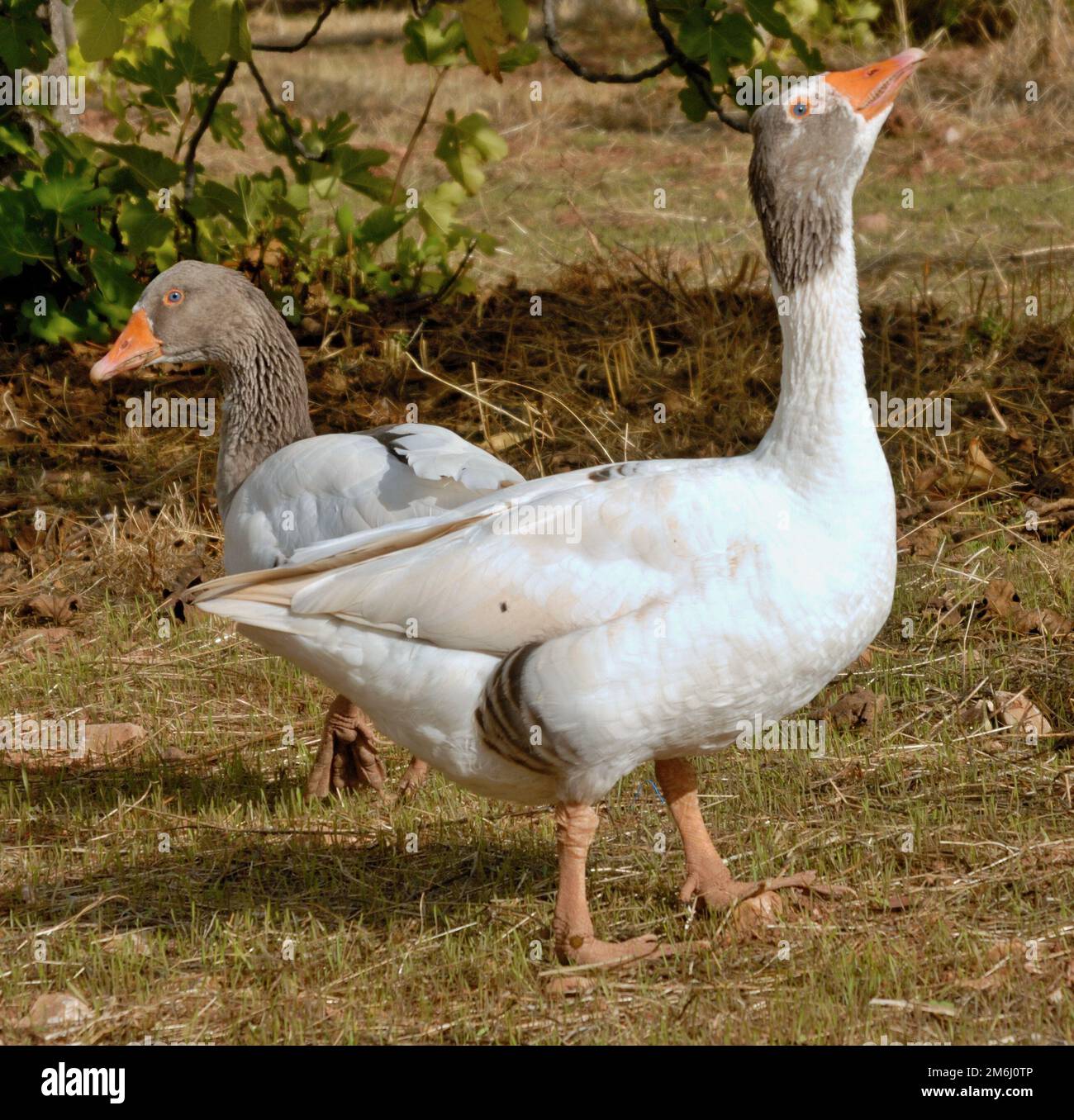 Gray geese on a farm Stock Photo