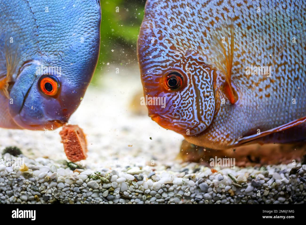 Discus fish, discus cichlids at feeding time. They bite off the food and blow it out. Stock Photo