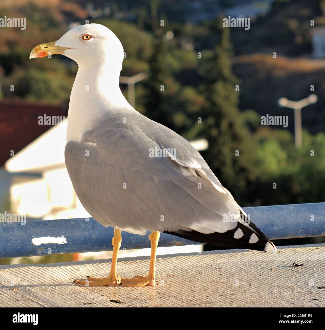 Typical Atlantic Gull Stock Photo
