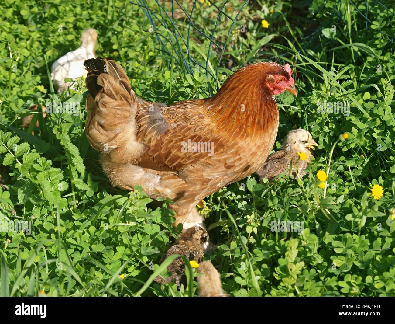 Free range chickens Stock Photo