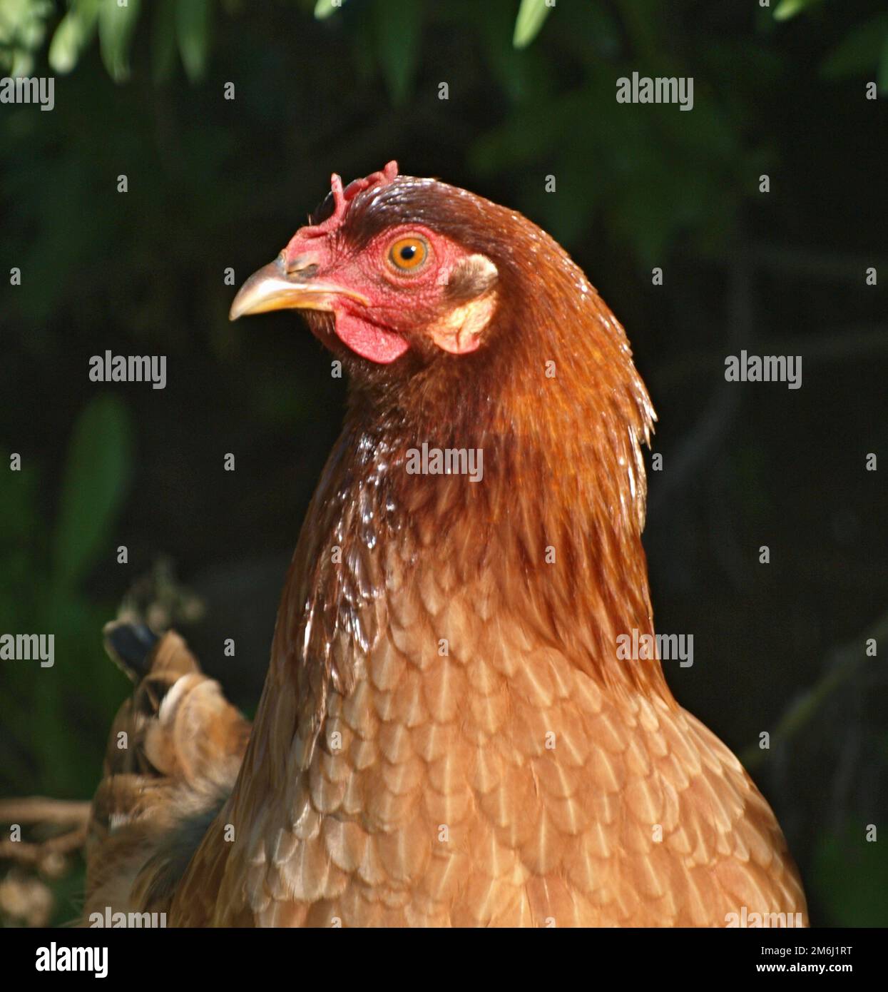 Free range chickens Stock Photo