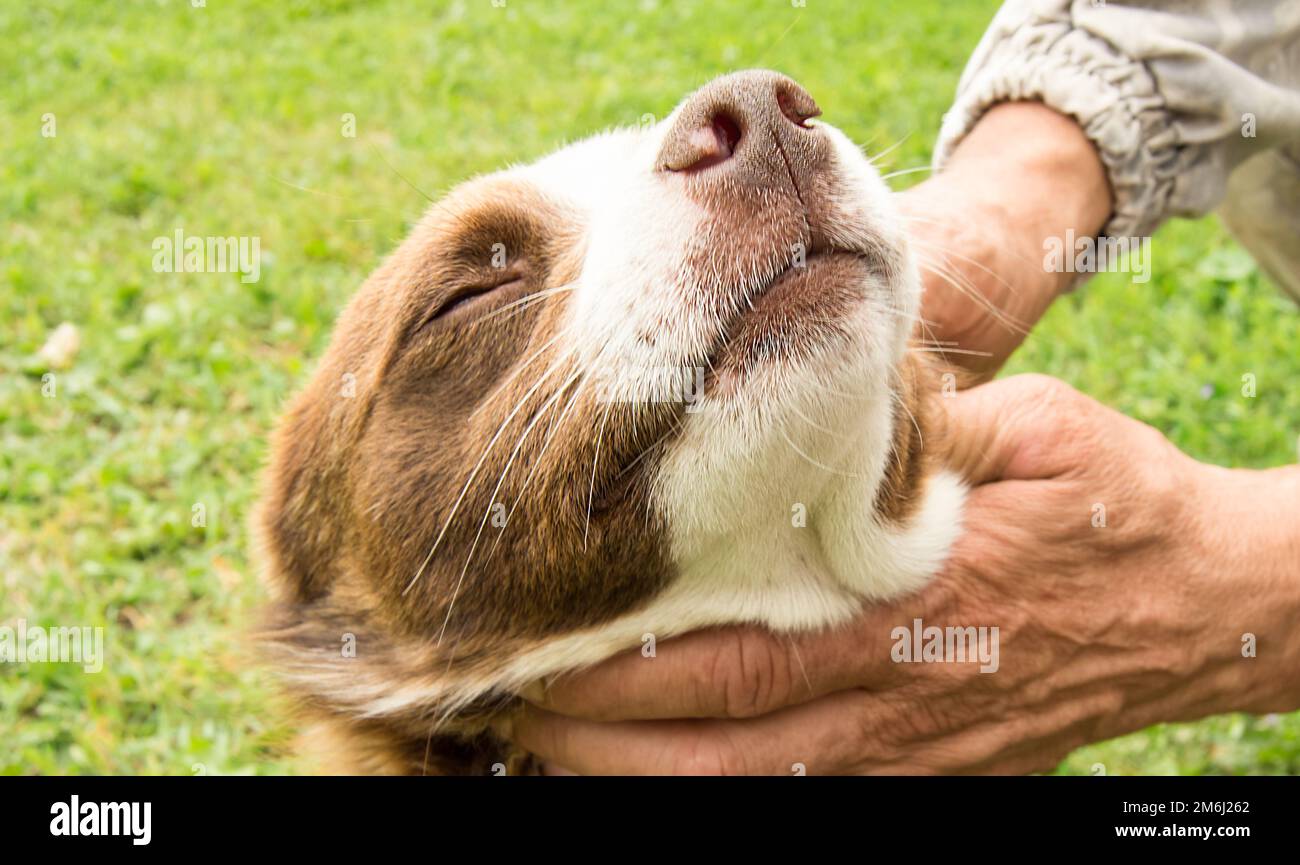 The owner's hands stroking his happy brown dog Stock Photo