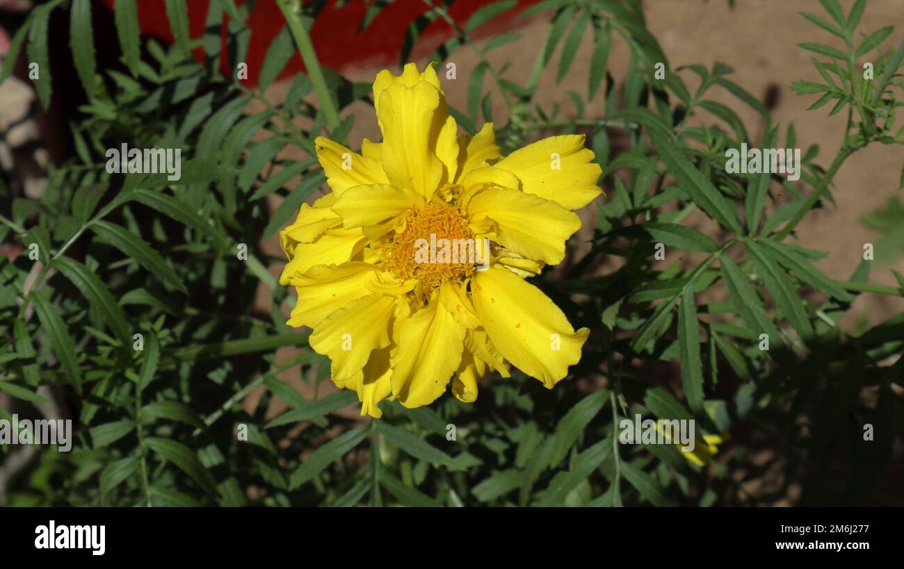 Overhead view of a yellow Marigold flower at direct sunlight in the garden Stock Photo