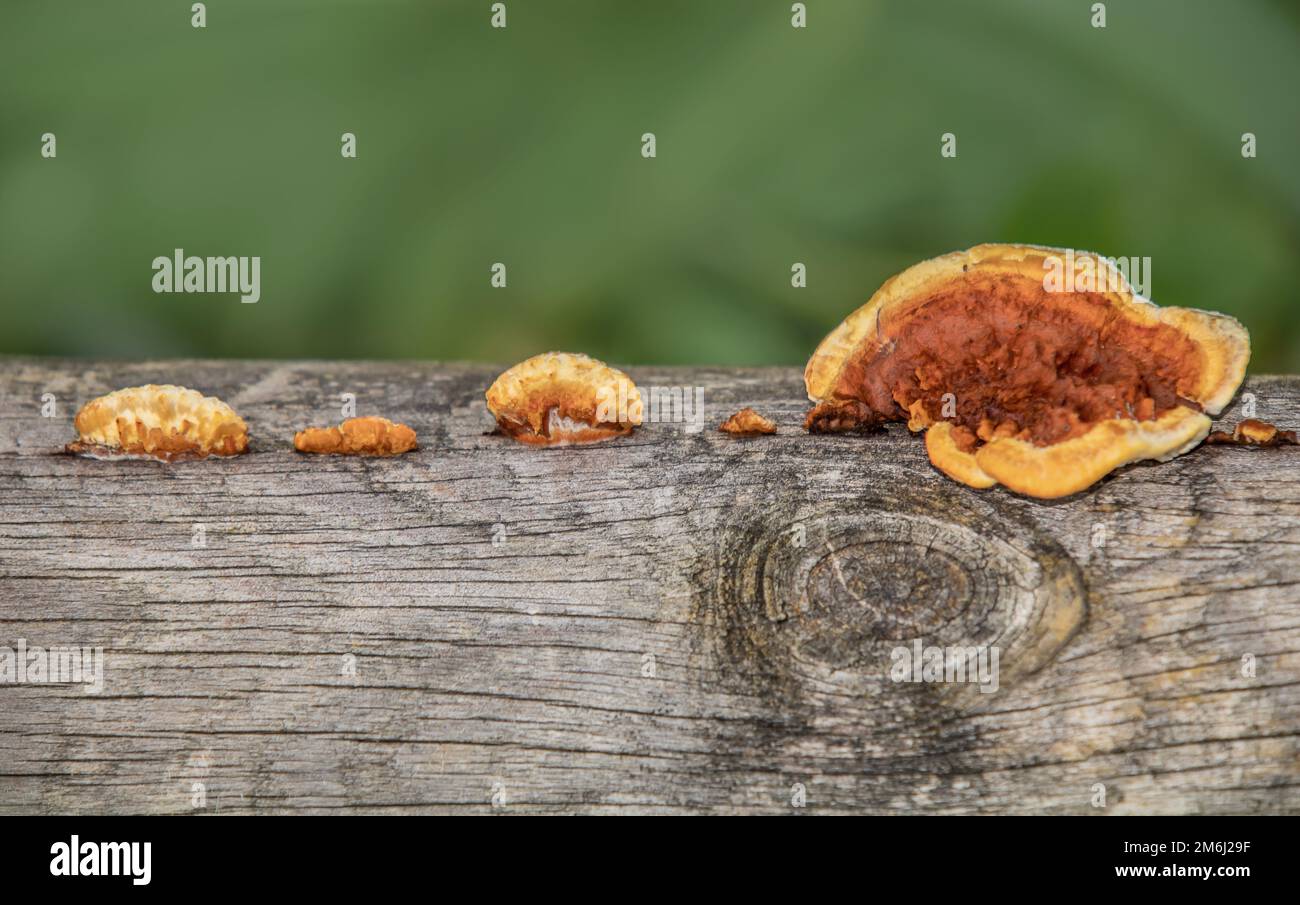 Fungi on old wood Stock Photo