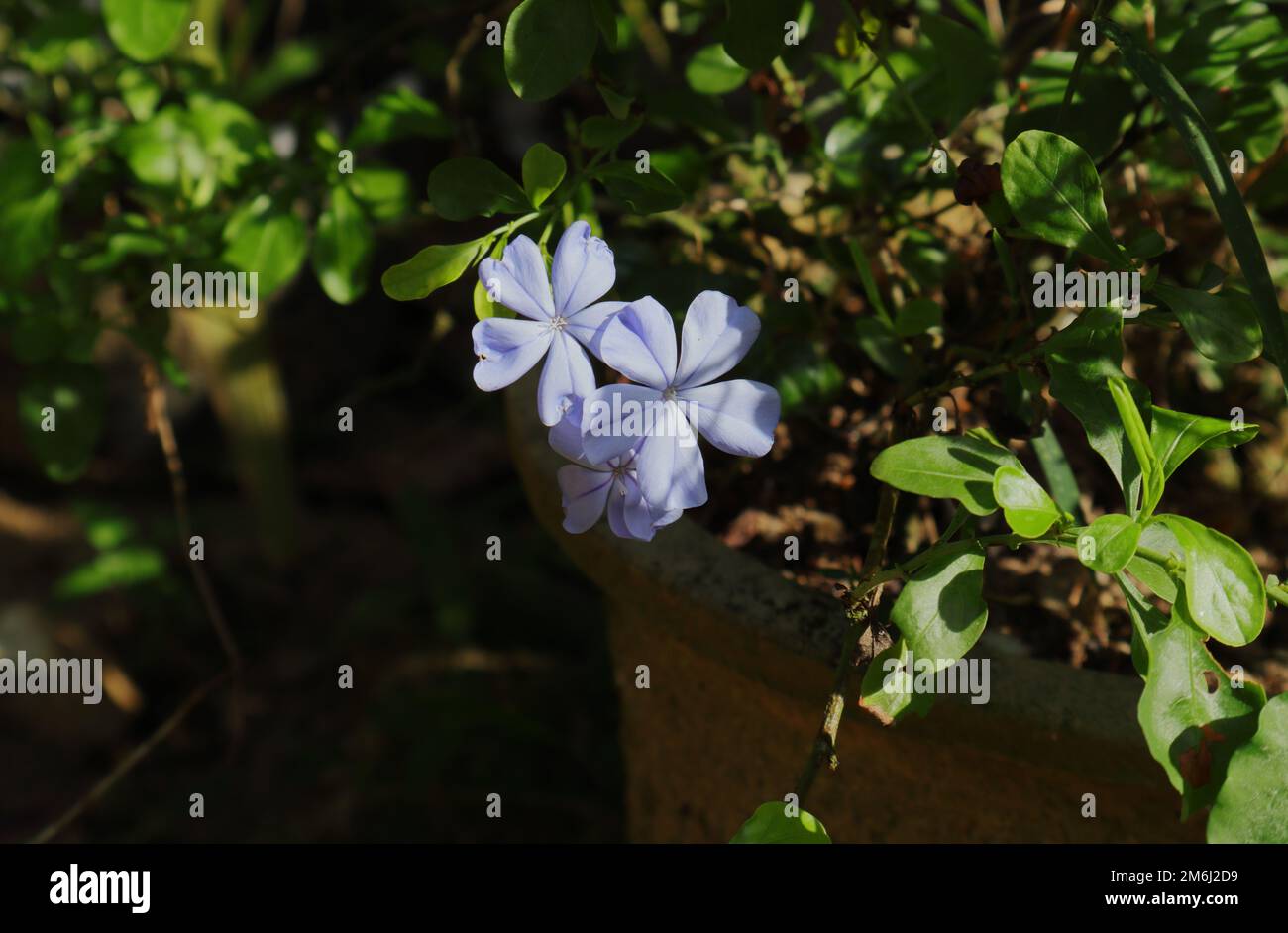 Flowers of Cape Leadwort (Plumbago Auriculata) plant with a branch, Plant is growing in a cement pot Stock Photo