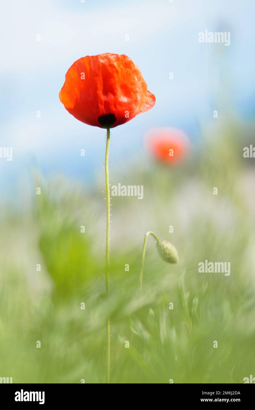 Composition poppy flower bud hi-res stock photography and images - Alamy