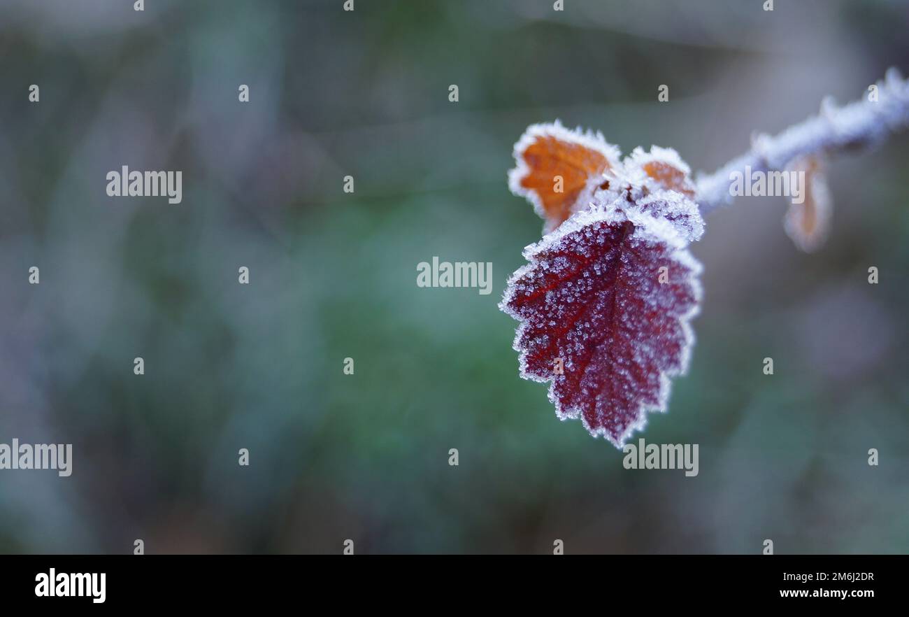Close up snowy leaf hi-res stock photography and images - Alamy