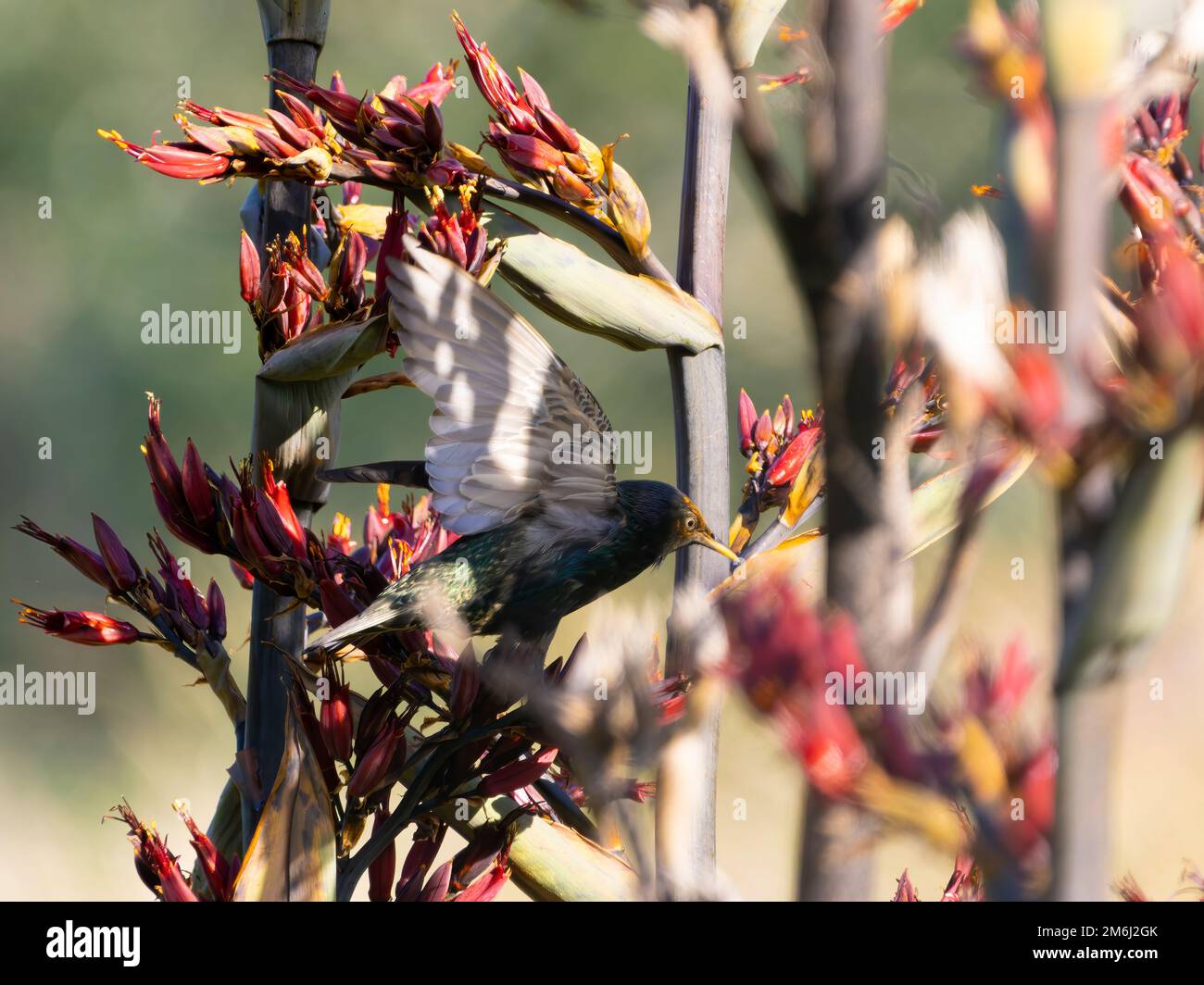 Birding and Birdwatching: European Starling feeding from the uniqe New Zealand's Flax flowers in summer. Stock Photo