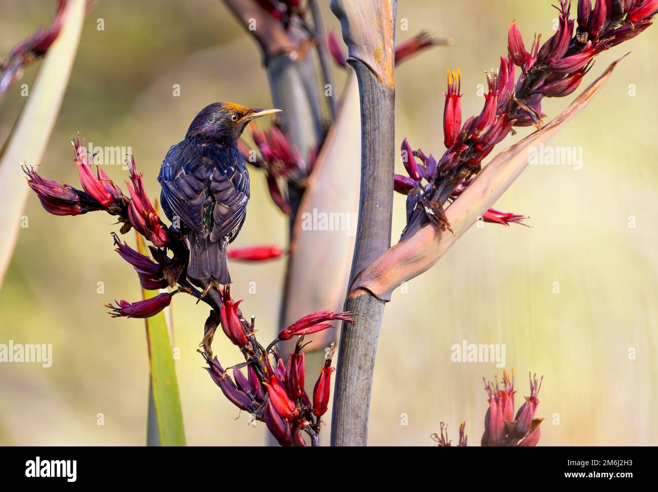 Birding and Birdwatching: European Starling feeding from the uniqe New Zealand's Flax flowers in summer. Stock Photo