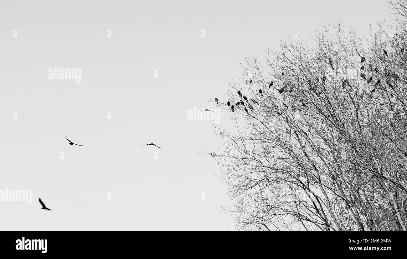 Flying crows white background. Black crows and trees silhouette. Stock Photo