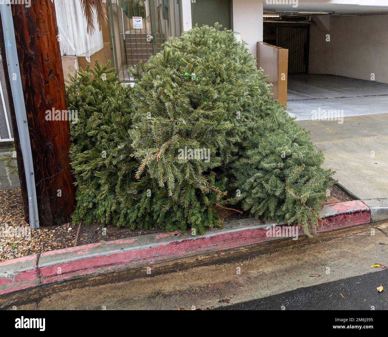 Discarded Christmas trees pile up on the sidewalk in Los Angeles, CA