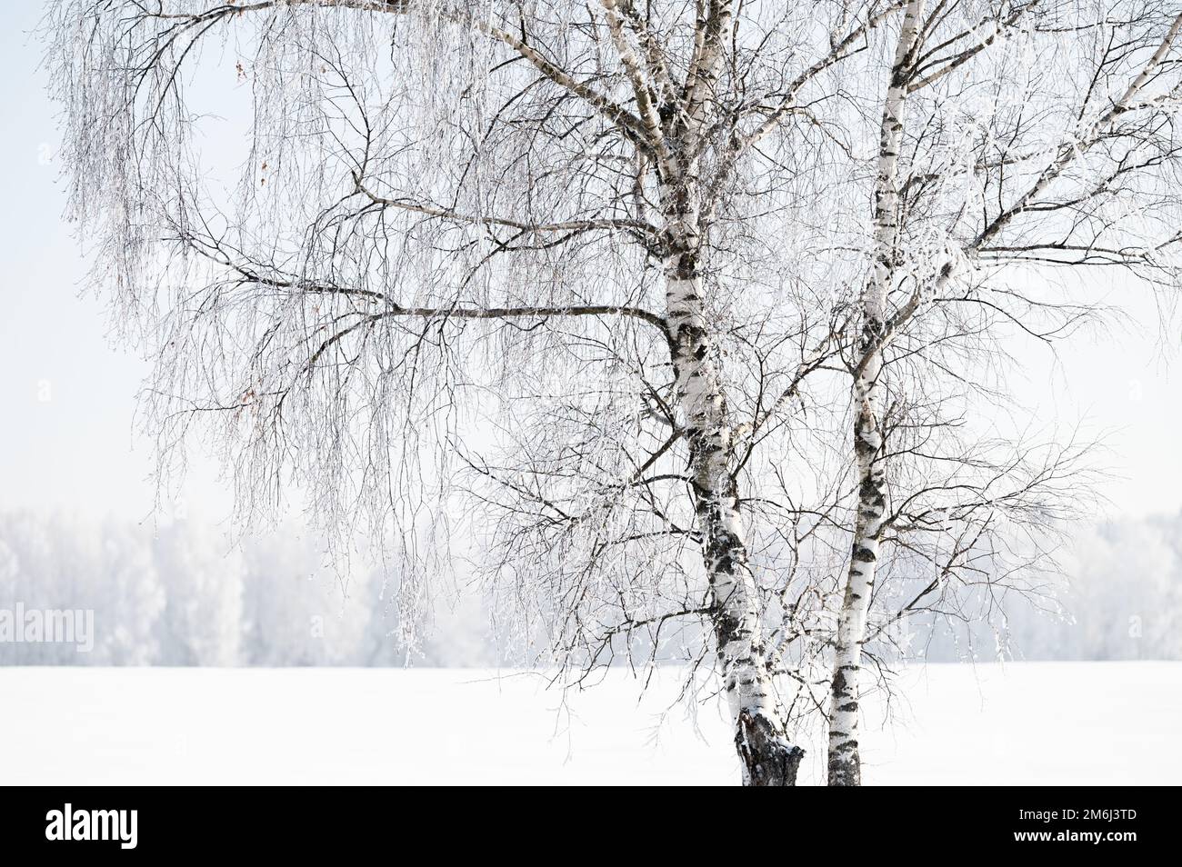 Freezing Ran Trees Trees after freezing rain Stock Photo - Alamy