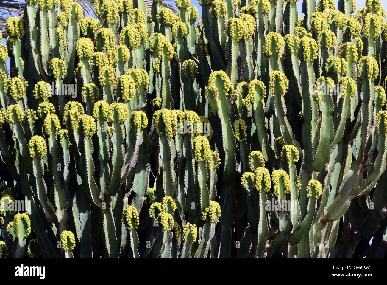 Candelabra spurge,Canary spurge (Euphorbia canariensis Stock Photo Alamy