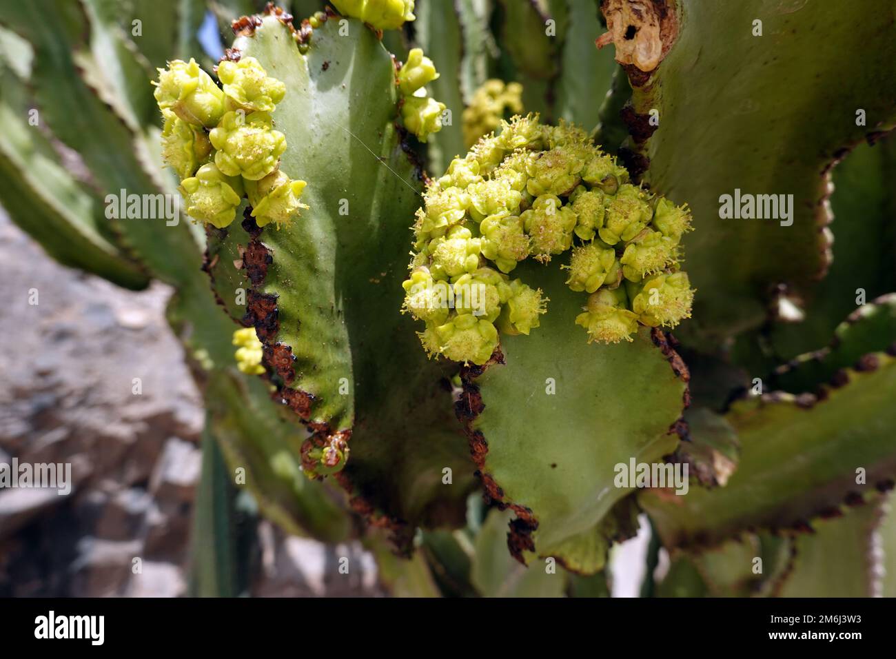 Candelabra spurge,Canary spurge (Euphorbia canariensis Stock Photo Alamy
