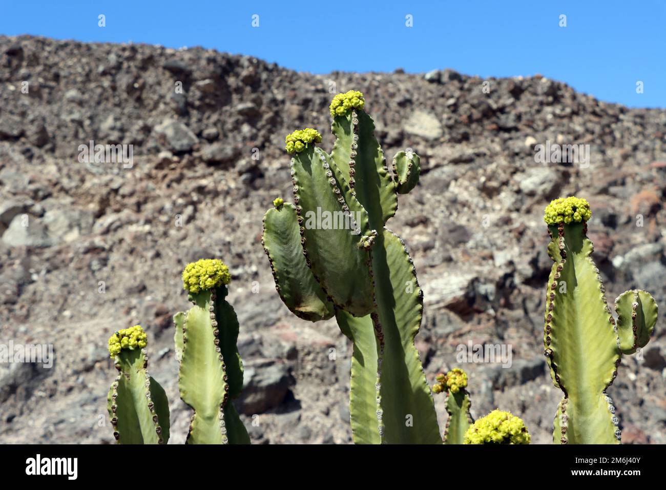 Candelabra spurge,Canary spurge (Euphorbia canariensis Stock Photo Alamy