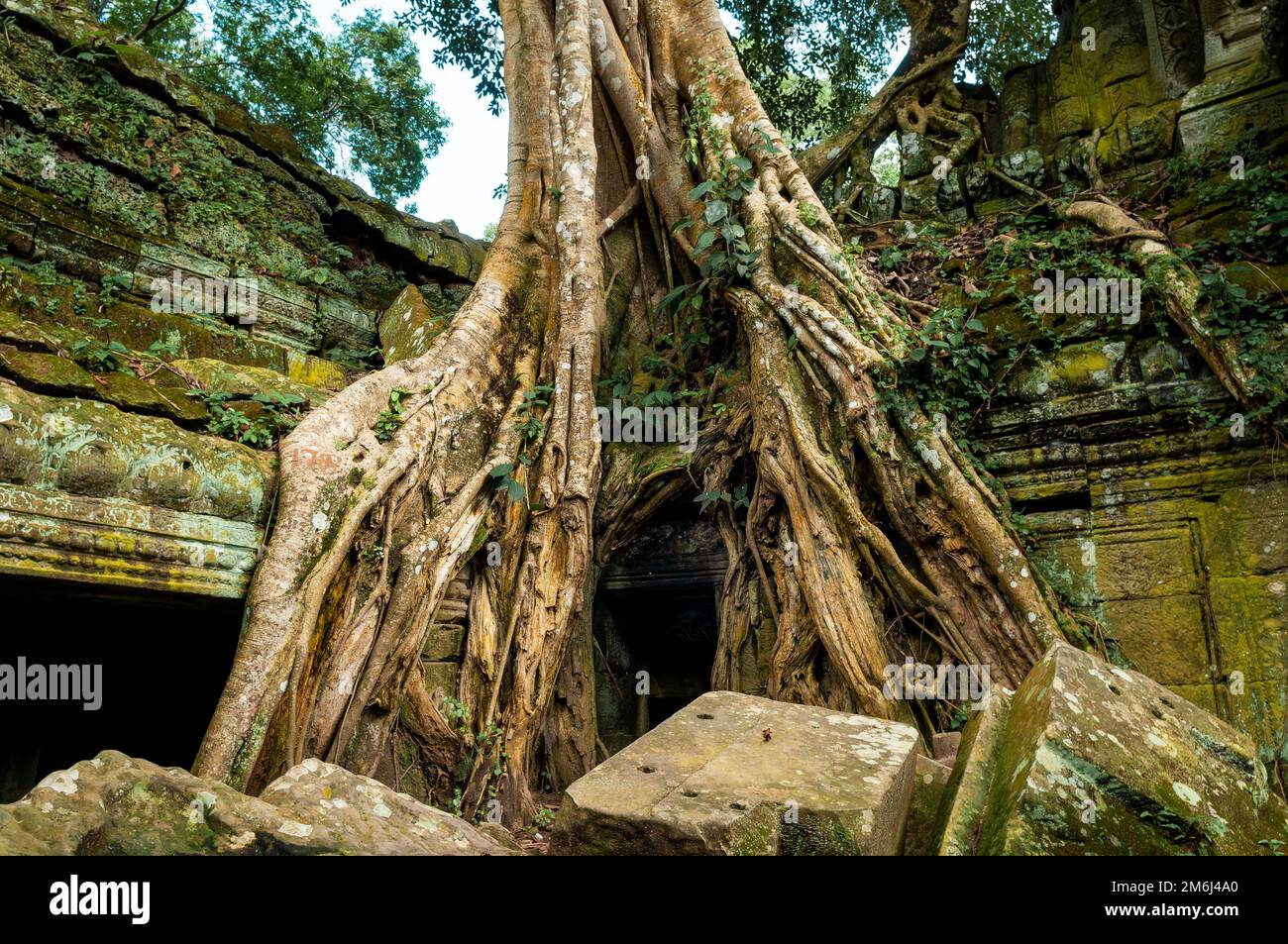 A Tetrameles Nudiflora tree in Ta Prohm temple, Angkor, Cambodia. Stock Photo