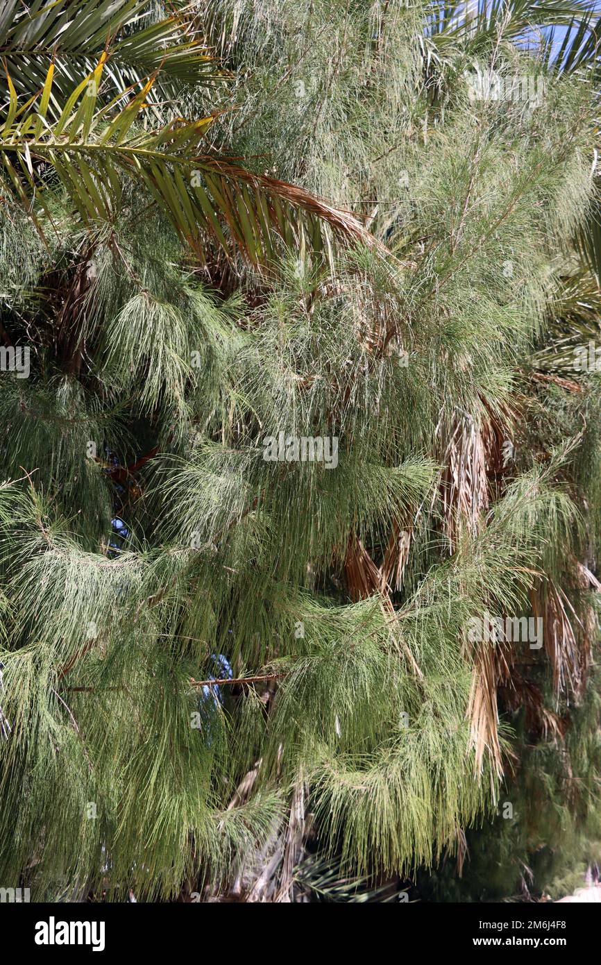Horsetail-leaved casuarina (Casuarina equisetifolia), also known as kangaroo tree or casuarina tree Stock Photo