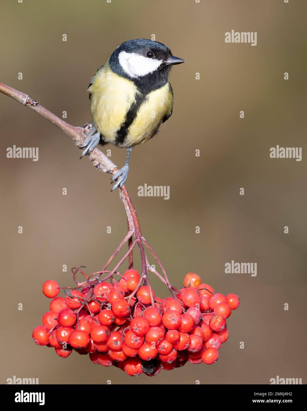 Great Tit (Parus major) on a rowan branch with berries, Peak district, England. Stock Photo