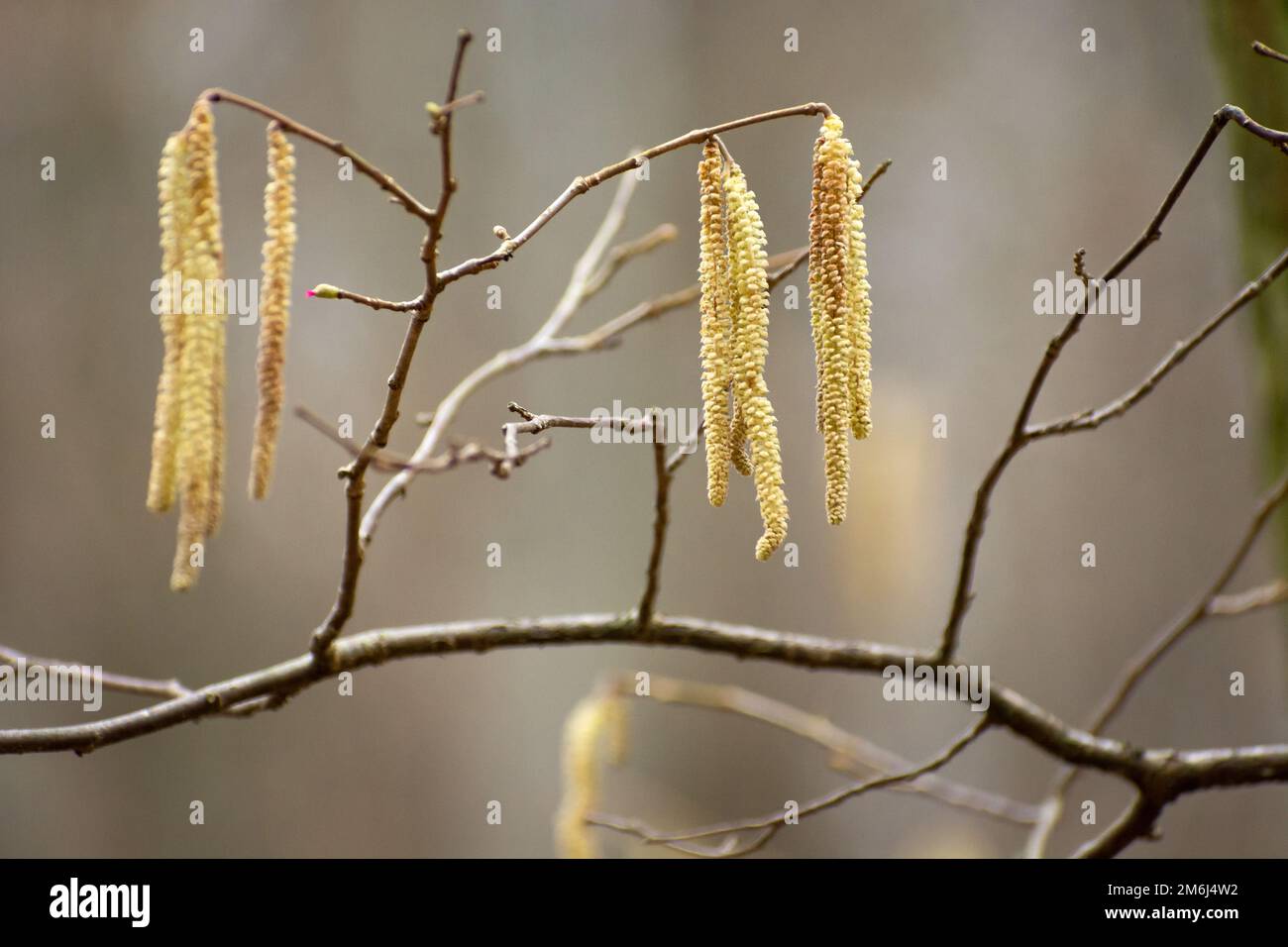 Yellow long spring catkins on tree branch Stock Photo Alamy